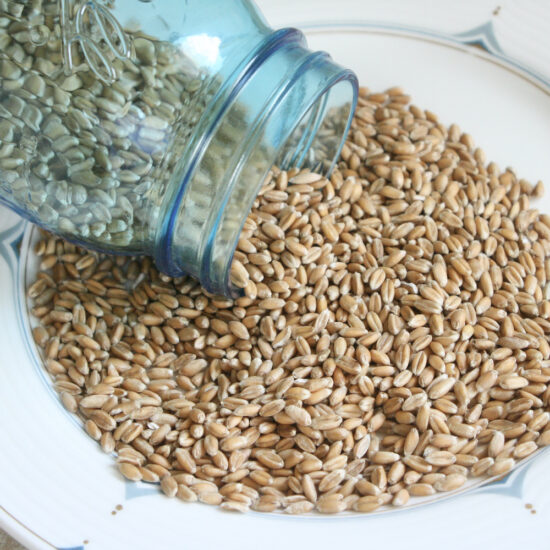 スペルト小麦は、穀粒と小麦粉の２種類