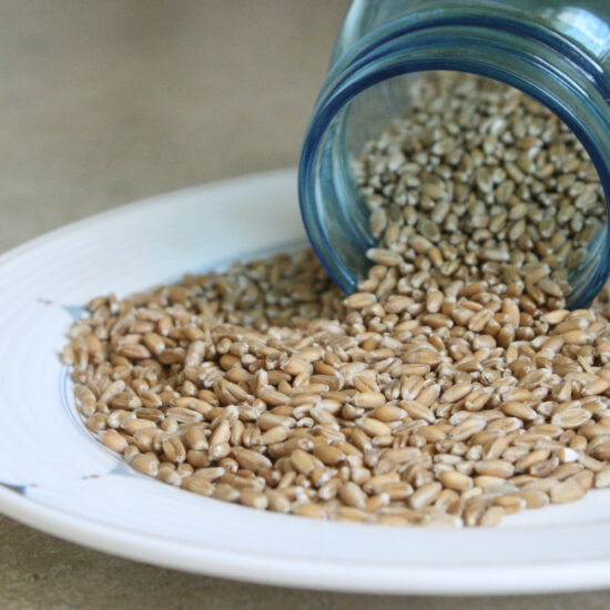 古代小麦 スペルト小麦の穀粒は、食感が美味しい